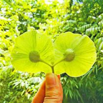 麻栗坡首次发现国家二级保护植物云南金钱槭