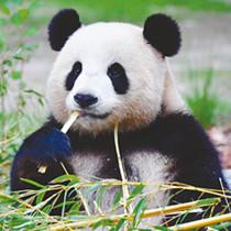 世界那么大，大熊猫宝宝也去看看