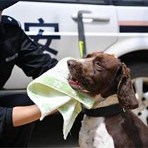 昆明铁路警方的训犬警花