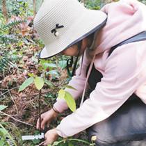 云南推进极小种群野生植物保护 留住那些不为人知的美