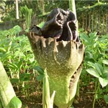 中科院版纳植物园开了一大波“世界上最臭的花”