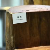 走进西南林大木材标本馆