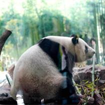 大熊猫来德一周年 “国际大明星”的幸福小生活
