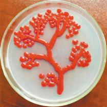 小细菌背后的大学问：微生物竟然也能“作画”