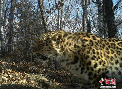 黑龙江老爷岭保护区多次拍到野生东北虎和东北豹影像