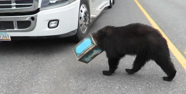 黑熊脑袋被卡咖啡罐 摸黑游荡高速公路