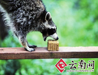 狐猴捞月浣熊抢饼 千只玉兔过中秋