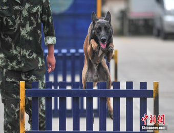 中国南方多地搜救犬云南集训