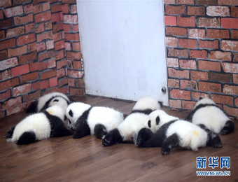 走进成都“熊猫幼儿园”