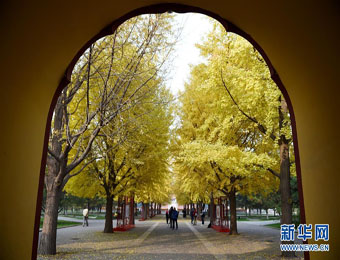 北京：初冬银杏黄