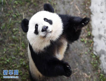 旅美大熊猫回国后首次亮相