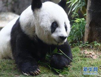 37岁大熊猫寿星“巴斯”贺岁庆典在福州举行