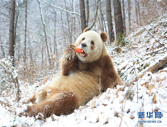 棕色大熊猫“七仔”在秦岭安然过冬