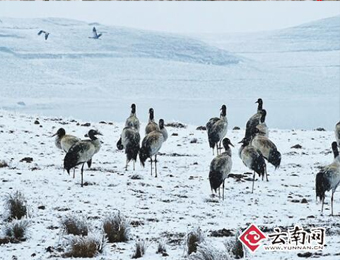 24日云南昭通降下今年首场春雪 