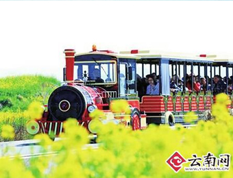 彩云之南春先到 金黄的油菜花占尽风头 