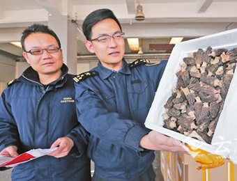 云南鲜羊肚菌渐成国际市场新宠 