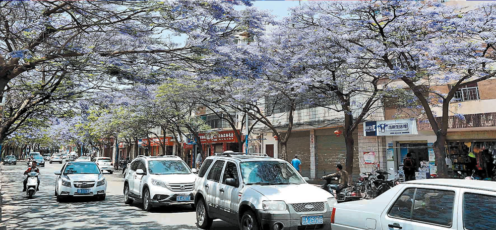 昆明教场中路蓝花楹盛放