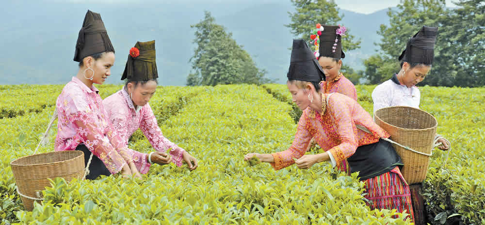 梁河县倾力打造回龙茶品牌促产业发展农民增收
