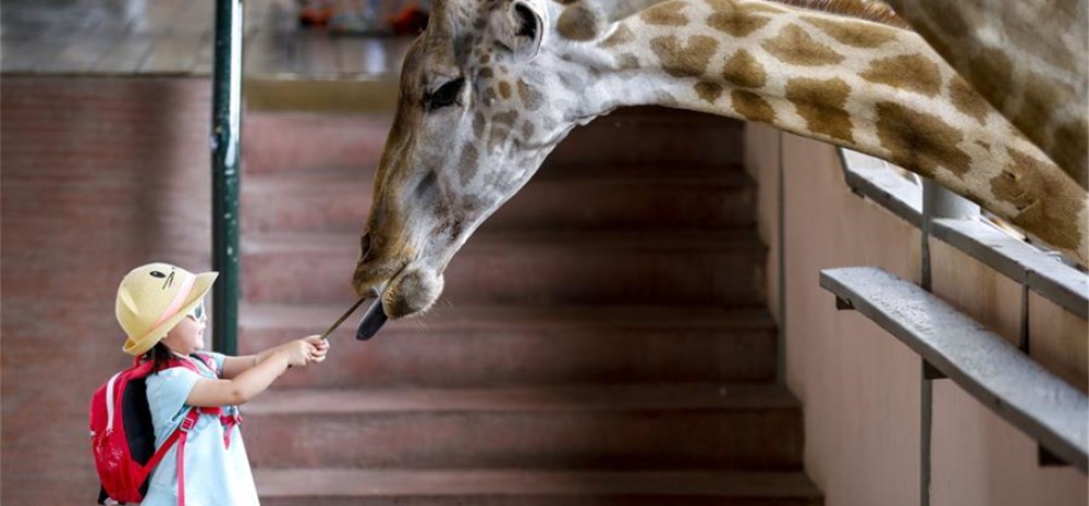 泰国曼谷野生动物园长颈鹿与游客齐乐融融