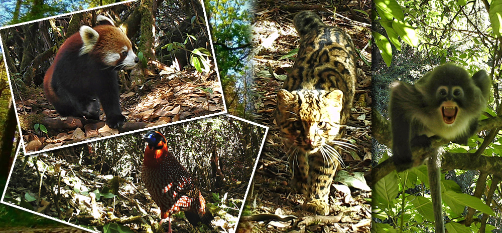 德宏拍摄到一批珍稀濒危物种影像