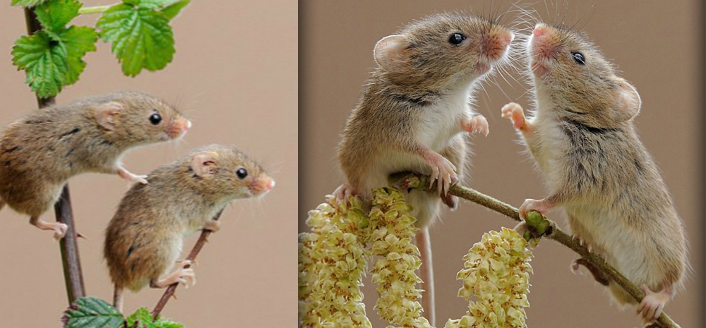 英国摄影师拍到罕见榛睡鼠玩耍照片 温馨惬意
