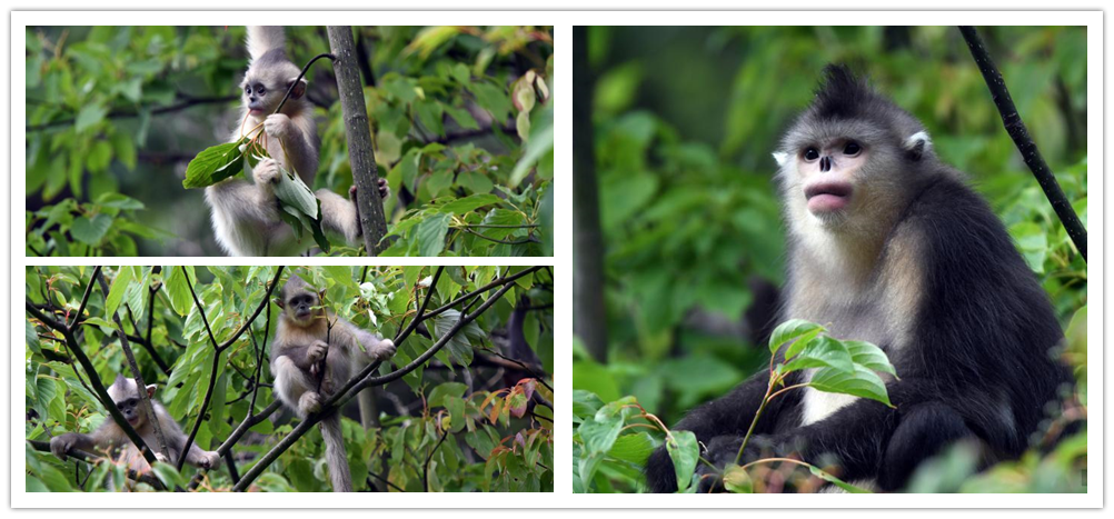 探访香格里拉滇金丝猴国家公园