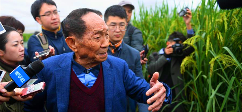 “巨型稻”2.2米高 中科院推出高产水稻新种质