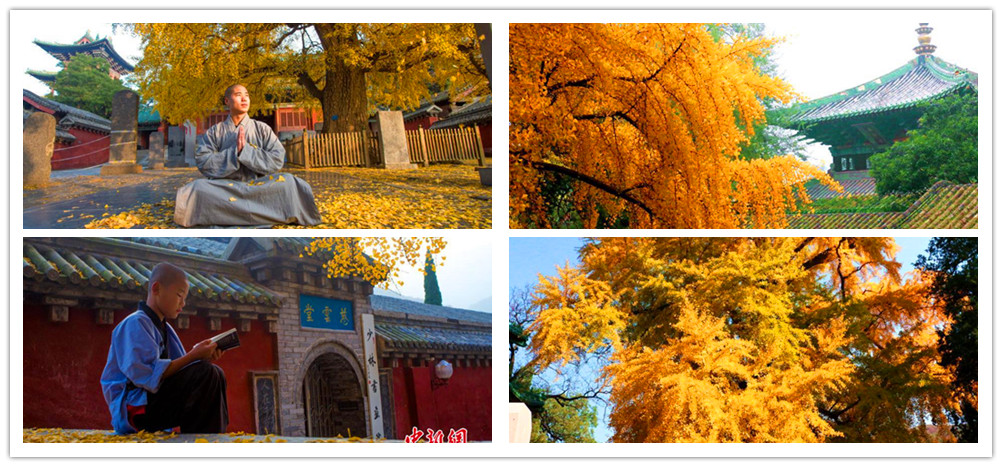 少林寺千年银杏金叶满地 禅意愈浓