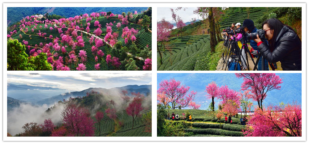 大理南涧：无量山冬樱花绽放如仙境