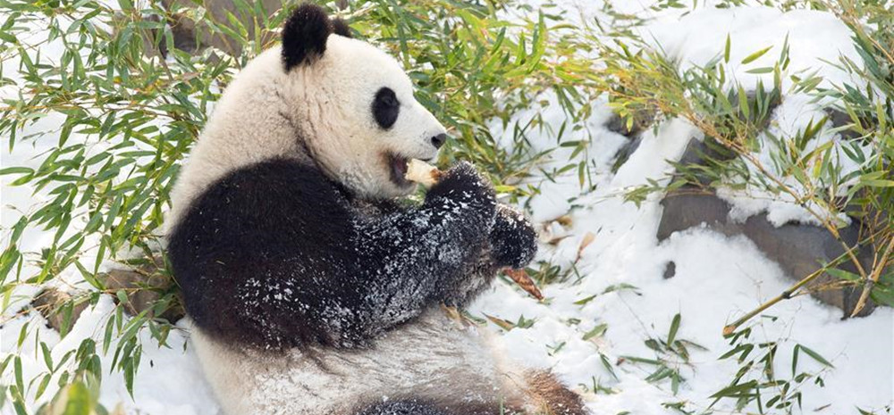熊猫“戏”雪