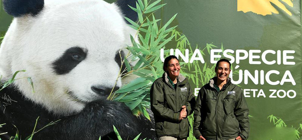 马德里动物园的“熊猫姐妹” 