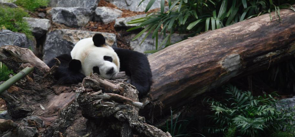 旅加大熊猫一家迁居卡尔加里后首度公开亮相