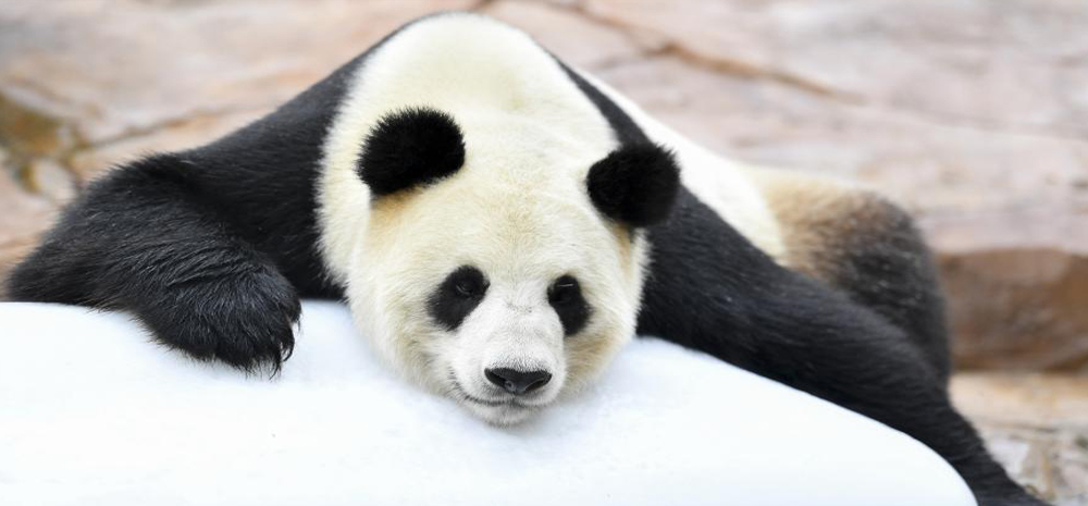 大熊猫趴冰消暑