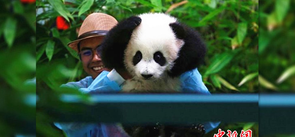 马来西亚新生大熊猫宝宝首亮相 小爪爪抱脑袋表情萌化