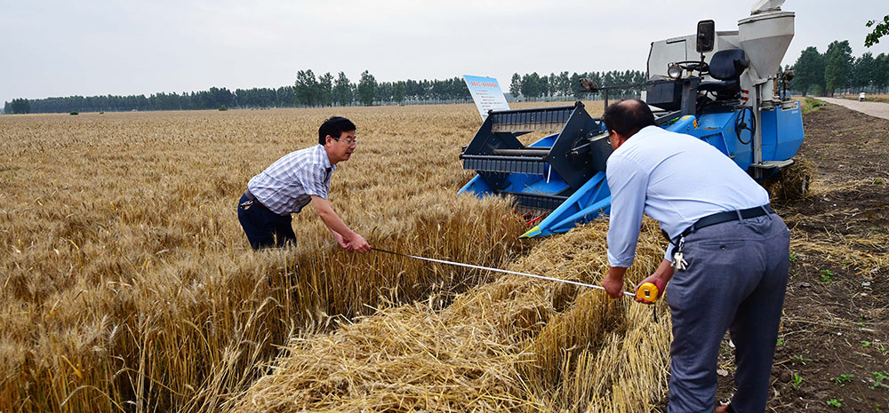 中国杂交小麦研发进入大田应用和产业化阶段