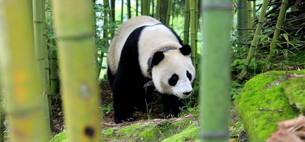 汶川大熊猫下山到村民家“做客”
