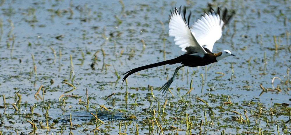 野生稀有鸟类长尾水雉现身云南异龙湖国家湿地公园