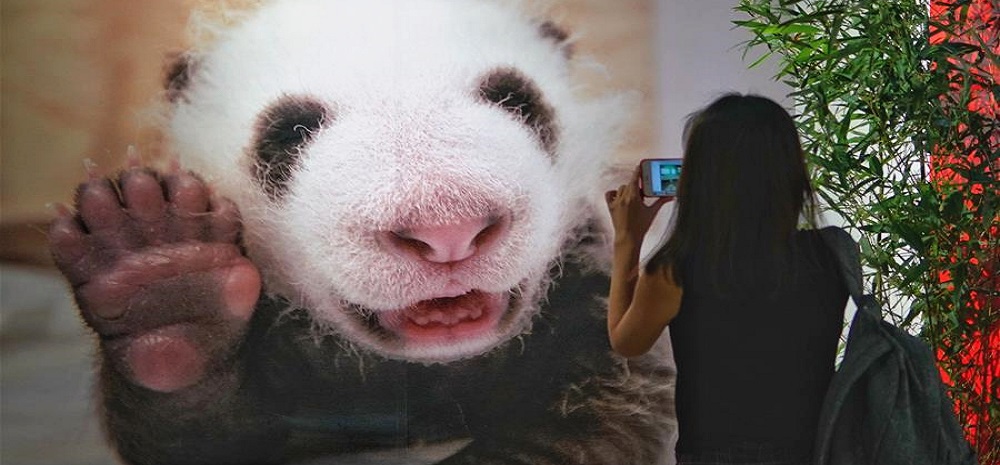 首届中国大熊猫国际文化周在北京开幕