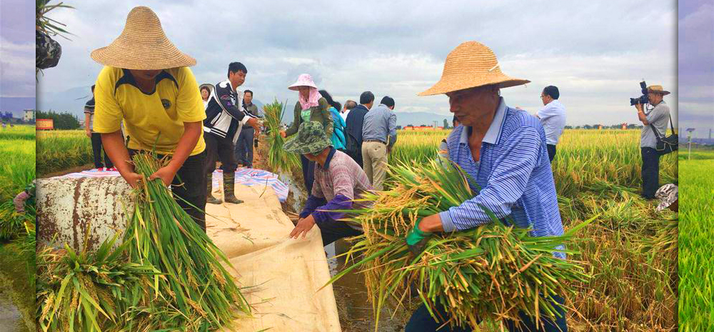 “超级杂交水稻”个旧百亩示范片平均亩产创新高