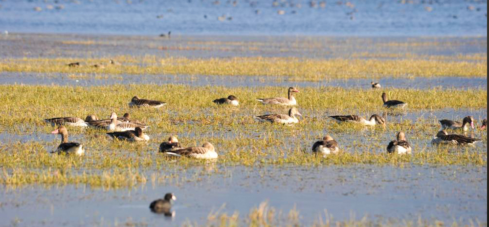 又到候鸟迁徙季 丽江拉市海湿地迎来近九万只候鸟