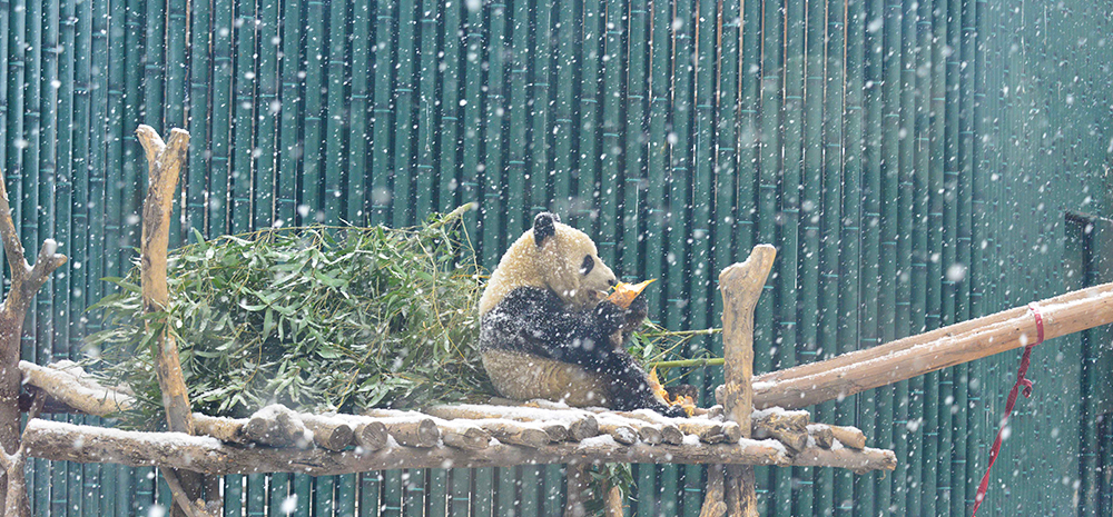 大熊猫“乐享”雪景