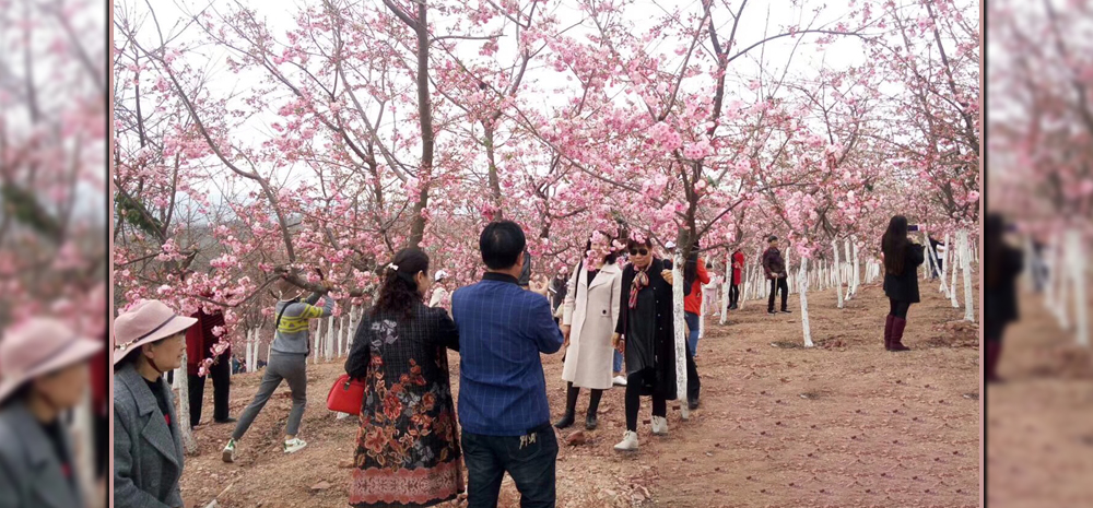 昆明宜良首届樱花文化旅游节开幕
