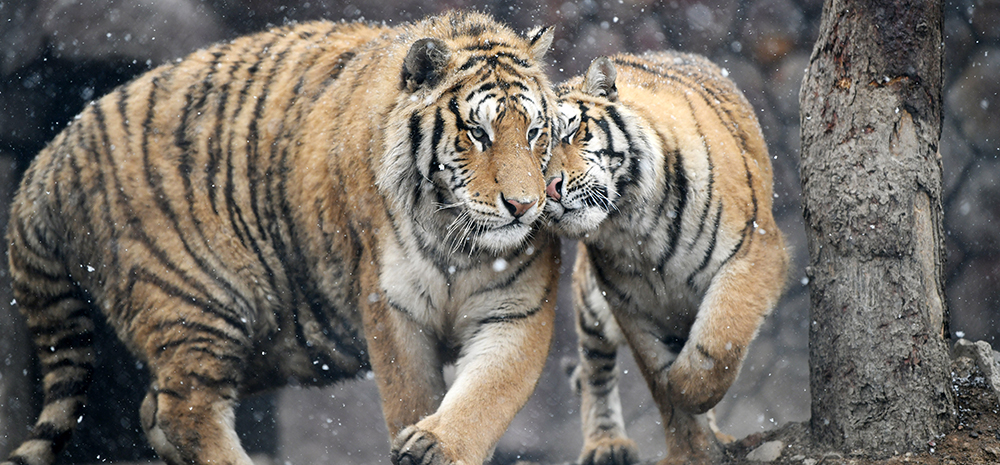 猛虎戏春雪