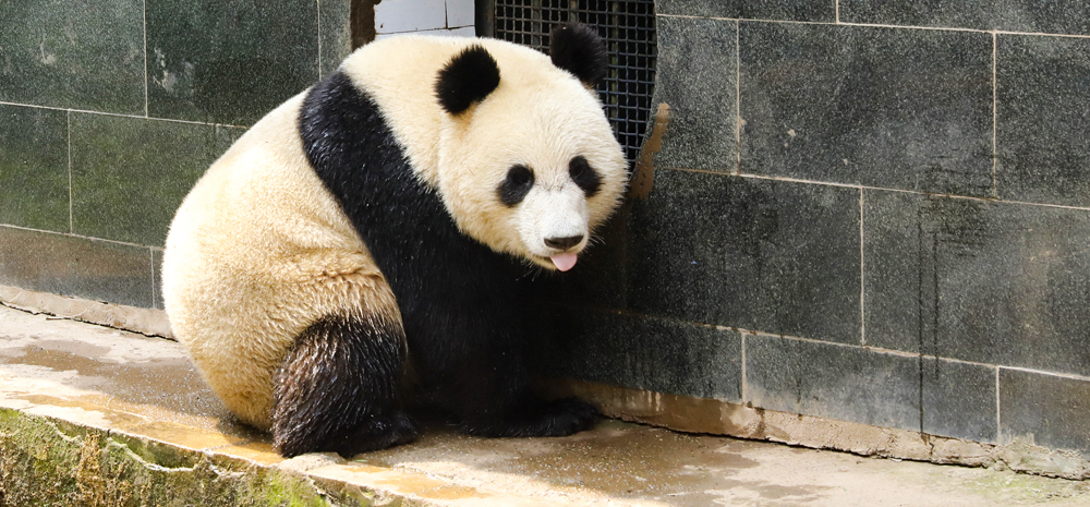 大熊猫“如意”“丁丁”即将启程赴俄罗斯 