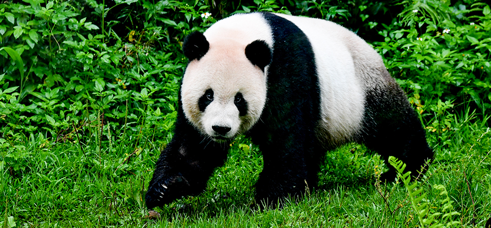 赠台大熊猫十年迎客两千余万