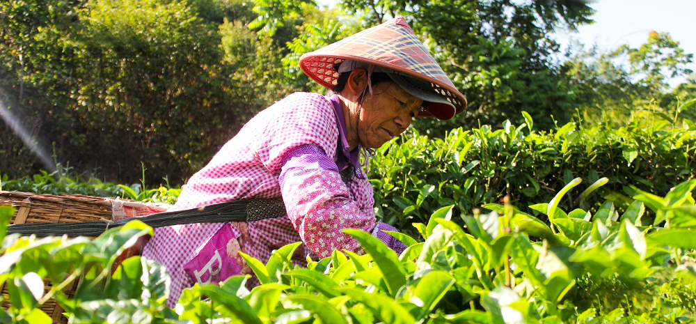 云南临沧：初夏时节采茶忙