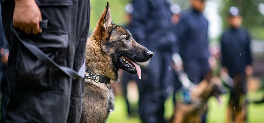 我国首只警用工作克隆犬“昆勋”入警