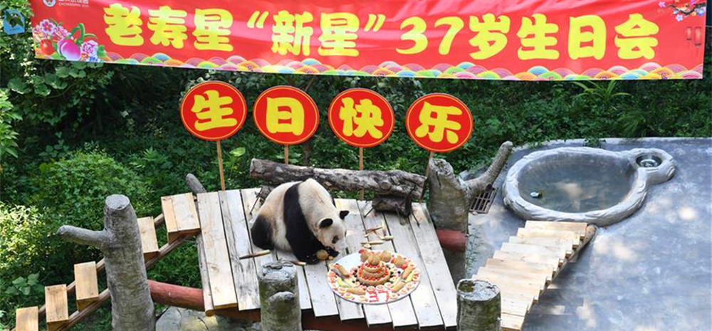 世界现存最年长大熊猫迎来37岁生日