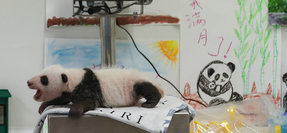 旅比大熊猫幼仔满月