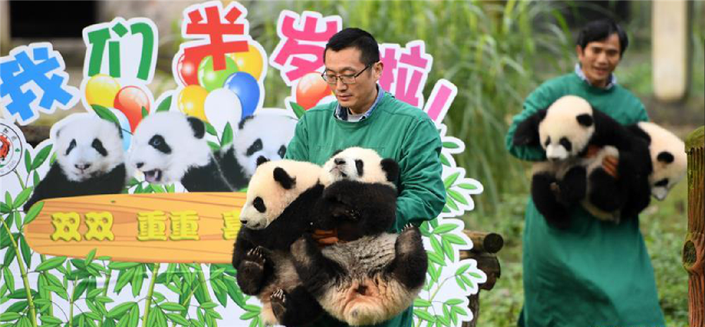 重庆：4只半岁大熊猫户外庆祝半岁生日